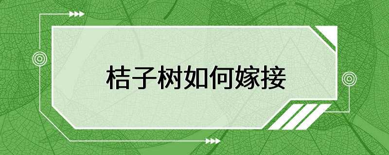 桔子树如何嫁接