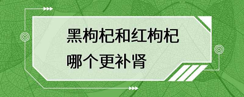 黑枸杞和红枸杞哪个更补肾