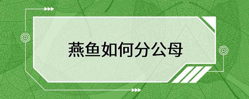 燕鱼如何分公母