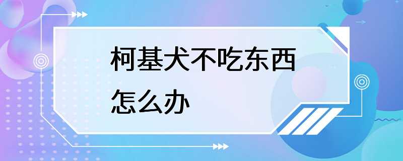 柯基犬不吃东西怎么办