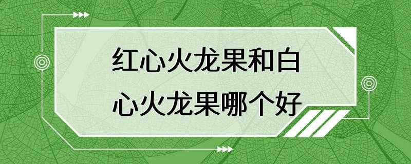 红心火龙果和白心火龙果哪个好