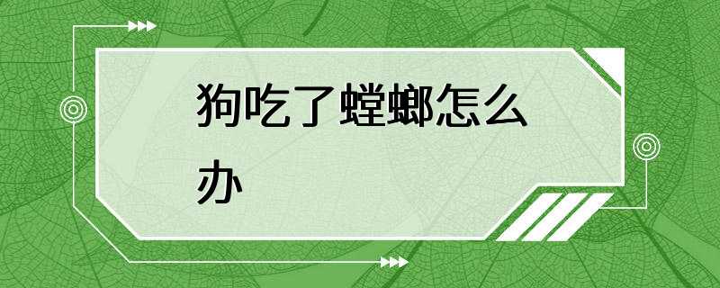 狗吃了螳螂怎么办