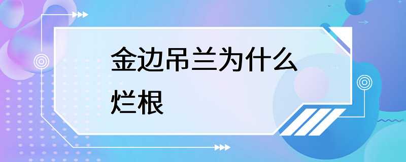 金边吊兰为什么烂根