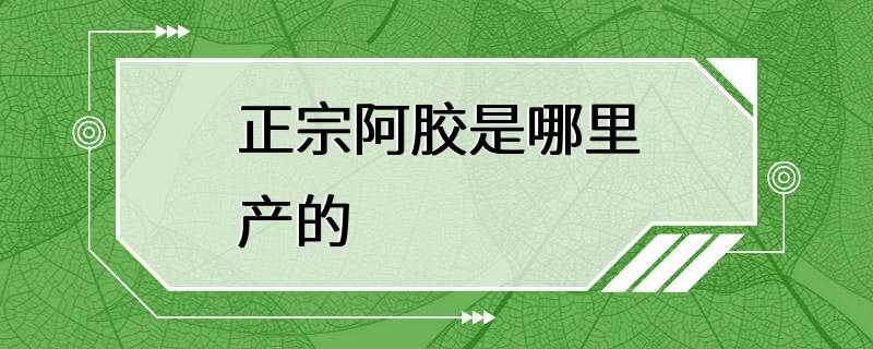 正宗阿胶是哪里产的