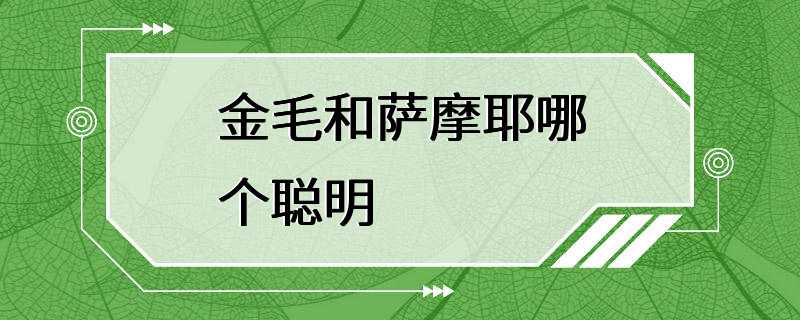 金毛和萨摩耶哪个聪明